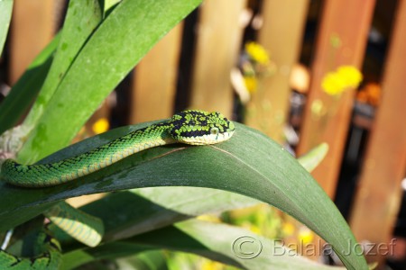 trimeresurus trigonocephalus  